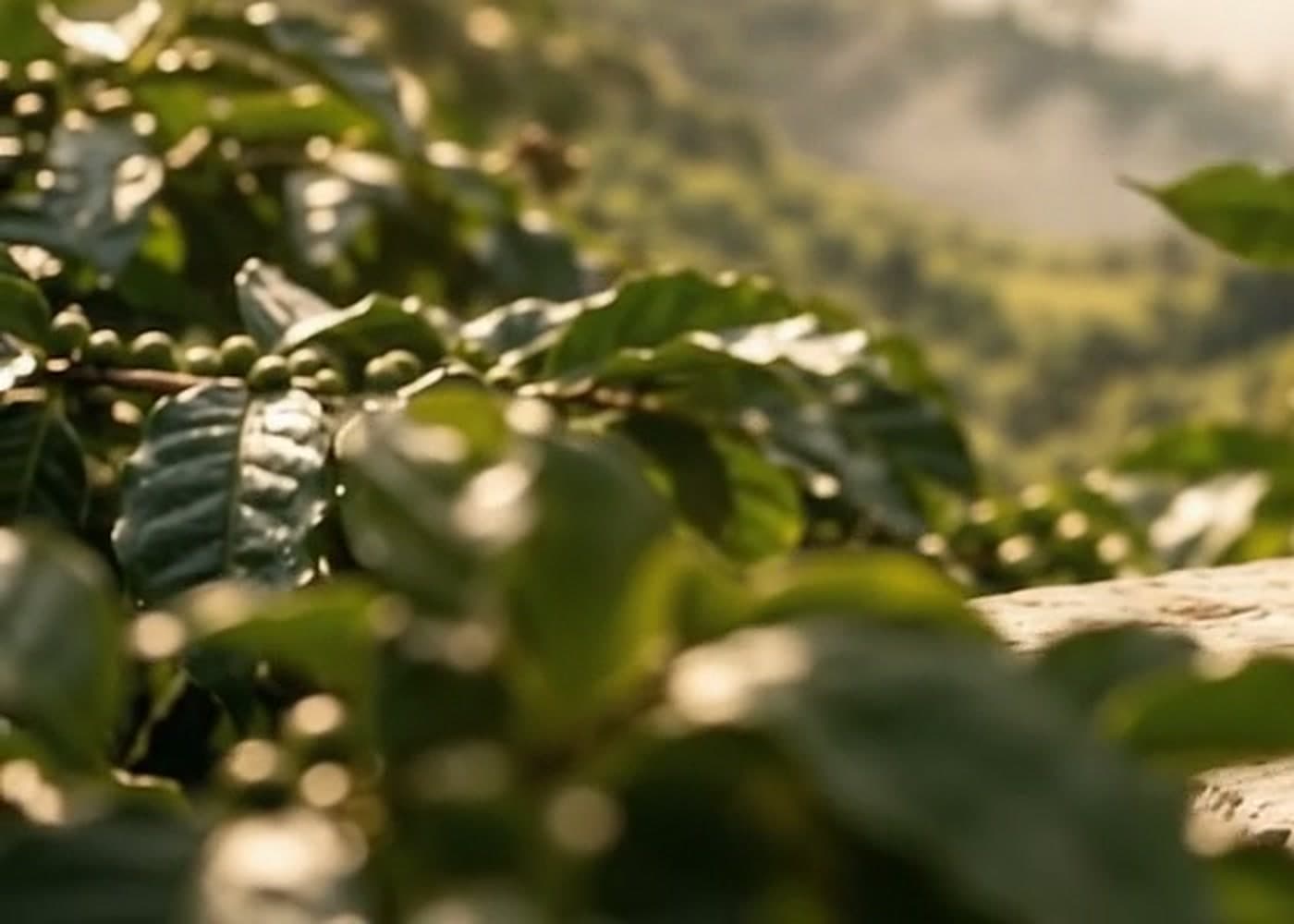 Coffee leaves on the estate at first light